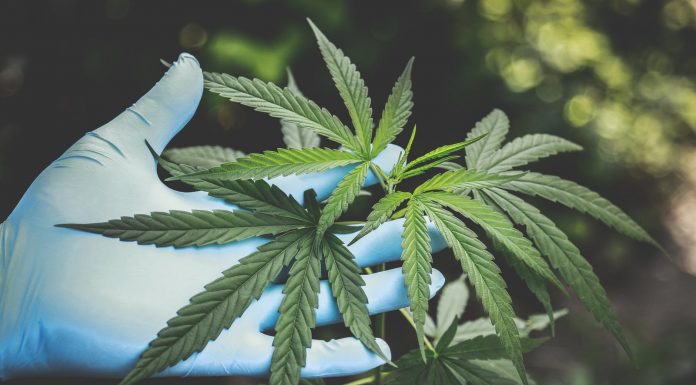 What you need to know about CBD? What you need to know about CBD
