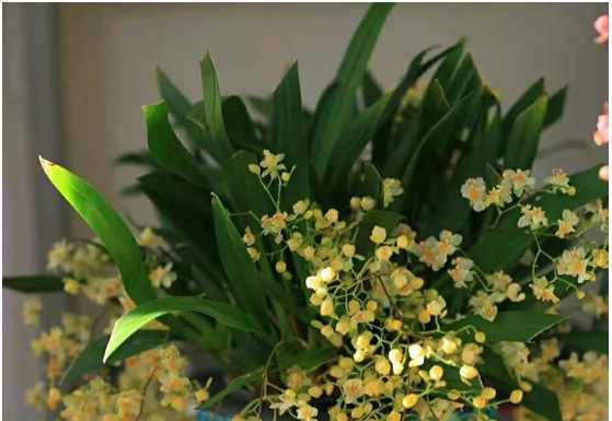 Different rooms pick different flowers Different rooms pick different flowers
