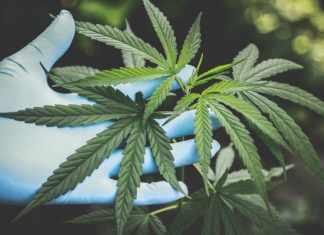 An overview of CBD and cannabis – The “CBD hemp” Affair pros and cons of cbd