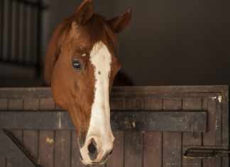 Medina Spirit Was Apparently on Steroids While Winning Kentucky Derby Medina Spirit Was Apparently on Steroids While Winning Kentucky Derby