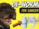The Mighty Role of Dog Dewormers in Cancer Treatment