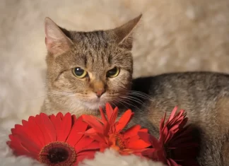 Are Gerbera Daisies Poisonous to Cats: Feline Health are gerbera daisies poisonous to cats