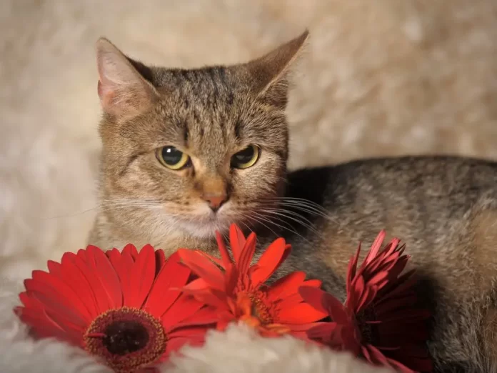 are gerbera daisies poisonous to cats