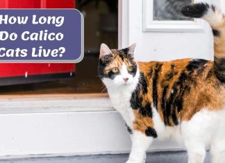 How Long Do Calico Cats Live: Discover the Truth how long do calico cats live