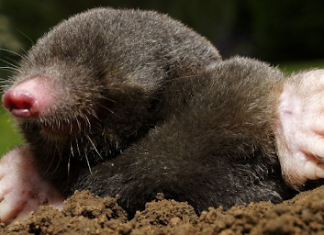 How to Get Rid of Ground Moles with Vinegar: Natural Solutions how to get rid of ground moles with vinegar