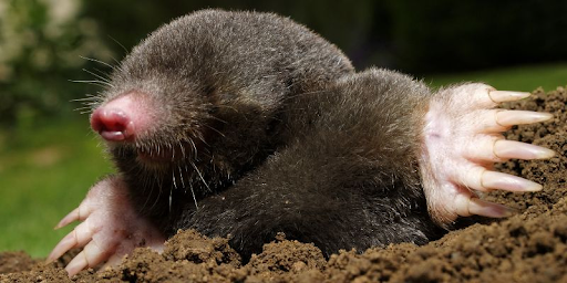 how to get rid of ground moles with vinegar