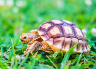 Do Turtles Breathe Through Their Buttholes Olaf: Let’s Find Out the Truth Do Turtles Breathe Through Their Buttholes Olaf