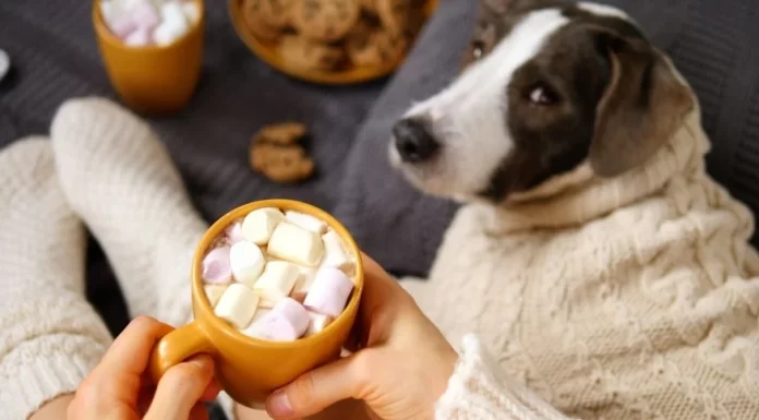 Can Dogs Eat Marshmallows: Answering Your Query can dogs eat marshmallows