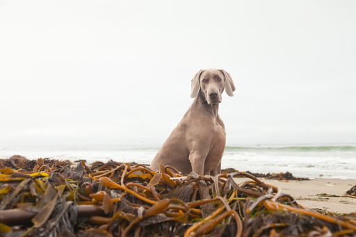 Can dogs eat seaweed