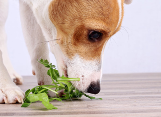 Can Dogs Eat Seaweed? Are They Safe For Dogs? Can dogs eat seaweed