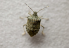 How to get rid of stink bugs at home – Best Strategies! how to get rid of stink bugs at home