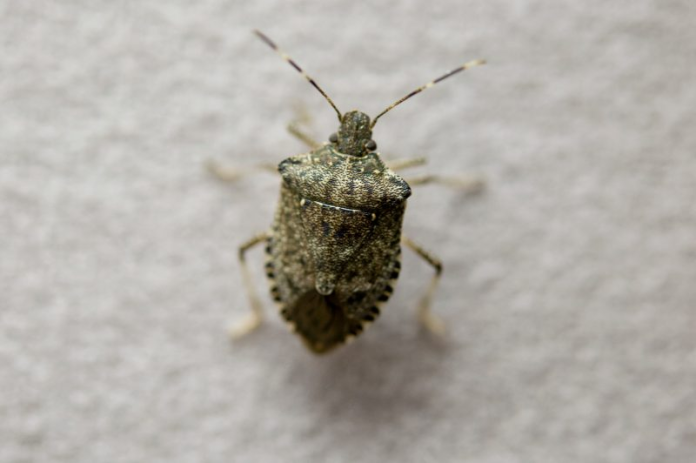 how to get rid of stink bugs at home