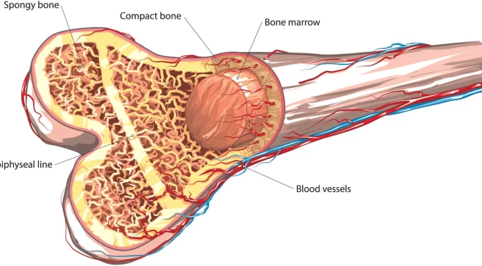 Bone Marrow and Stem Cell Transplantation Center in Bangkok Bone Marrow and Stem Cell Transplantation