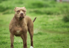 What are the Early Signs of Aggression in a Pitbull behaviour modification for dogs