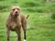 What are the Early Signs of Aggression in a Pitbull behaviour modification for dogs